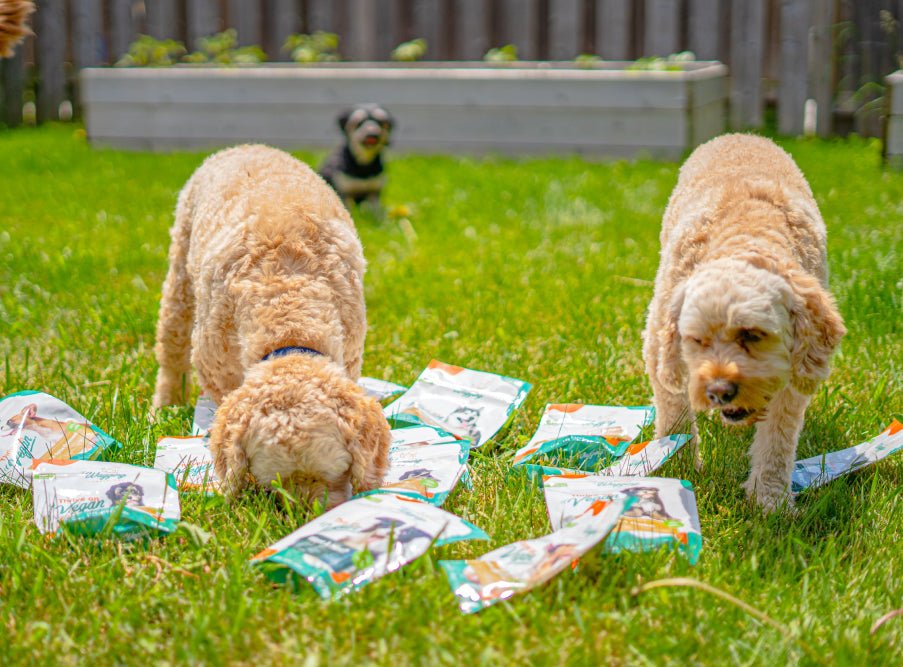 Test - Wagging Companions